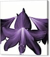 Black Amaryllis Flower seeds for Planting Wildflower Mix Heirloom & GMO Free Seeds for Home Garden
Sale for planting in home garden