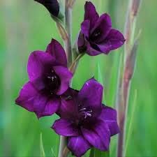 Pink Hippeastrum Flower Seeds for Planting Compact Growth Heirloom & GMO Free Seeds for Home Garden
Sale for planting in home garden