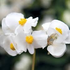 Fibrous Begonia Flower seeds for Planting - Garden Favorite, Heirloom & GMO Free Seeds for Home Garden
Sale seeds for home garden