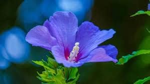 Blue Hibiscus Flower seeds for Planting Bright Blossoms Heirloom & GMO Free Seeds For Home Garden
Sale for planting in home garden