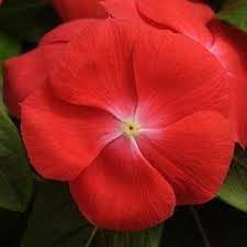 Orange Vinca Flower seeds for Planting - Colorful Display, Heirloom & GMO Free Seeds for Home Garden
Sale seeds for home garden