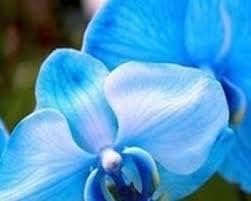 Light Violet Bougainvillea Flower Seeds for Planting Fragrant Blossoms Heirloom & GMO Free Seeds for Home Garden
Sale for planting in home garden