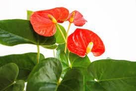 Anthurium Flower seeds for Planting - Fragrant Blossoms, Heirloom & GMO Free Seeds for Home Garden
Sale seeds for planting in home garden