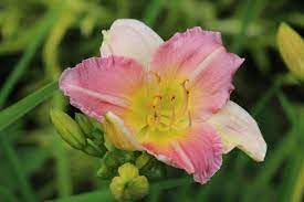 Pink Hemerocallis Flower seeds for Planting Seasonal Bloomer Heirloom & GMO Free Seeds for Home Garden
Sale for planting in home garden