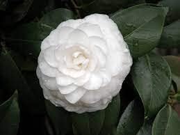 Camellia White Flower seeds for Planting - Wildflower Mix, Heirloom & GMO Free Seeds for Home Garden
Sale for planting in home garden