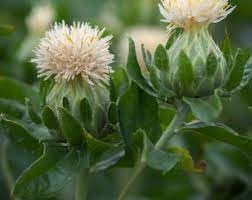 Heirloom SafFlower seeds blooming in flower beds, containers, borders, and pollinator-friendly gardens
