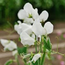 Heirloom Sweet Pea Flower seeds blooming in flower beds, containers, borders, and pollinator-friendly gardens