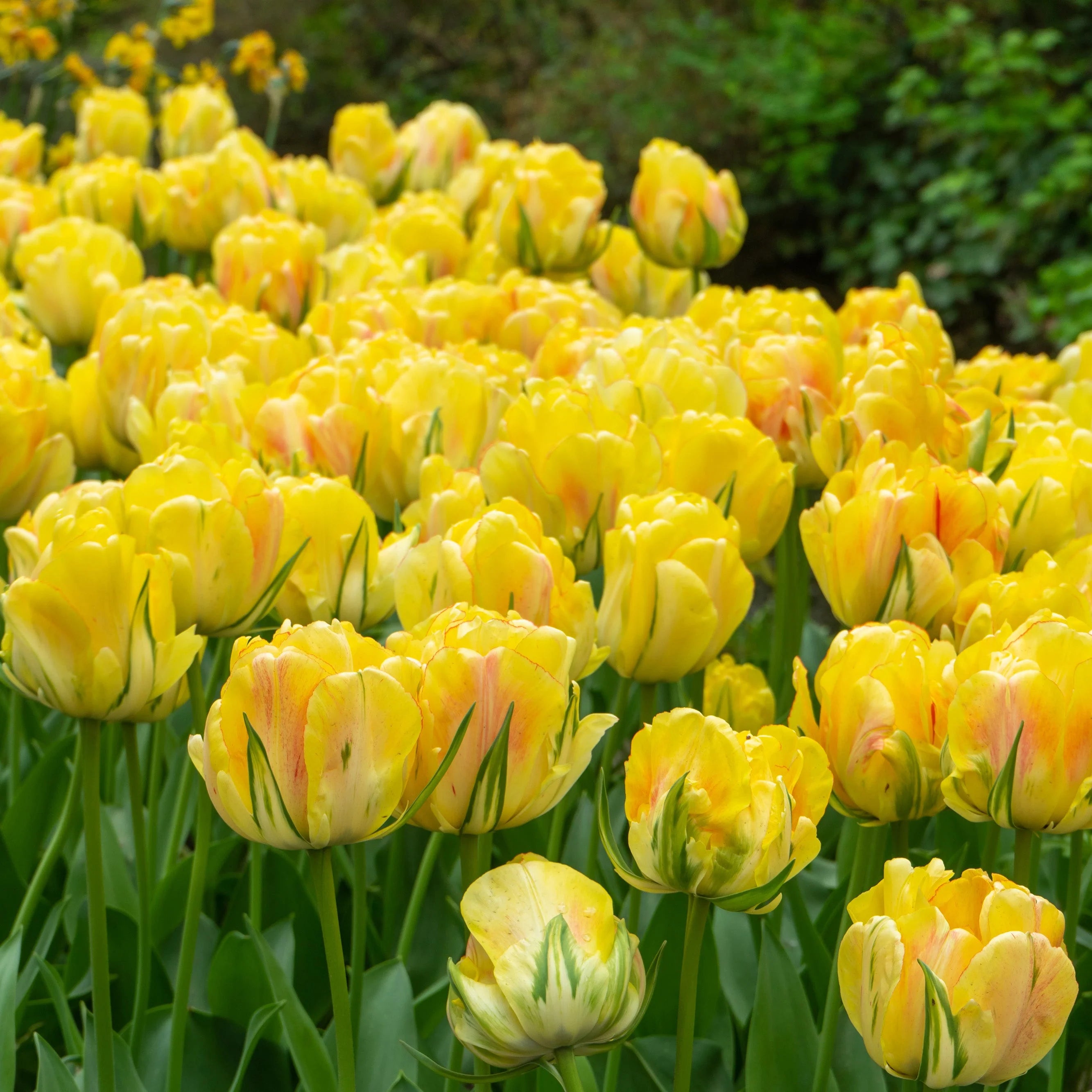 Tulip Flower seeds for Planting - Hardy Variety, Heirloom & GMO Free Seeds for Home Garden