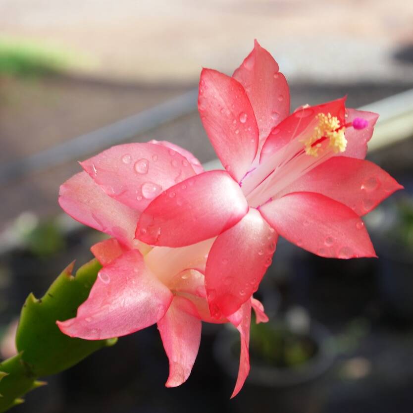 Schlumbergera Peach Flower seeds for Planting - Shade Tolerant, Heirloom & GMO Free Seeds for Home Garden