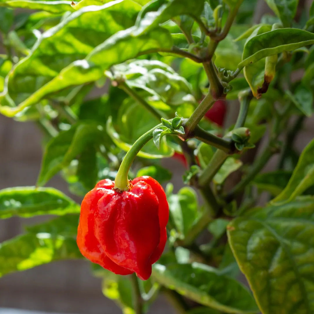 Red Bonnet Vegetable Seeds for Easy Planting