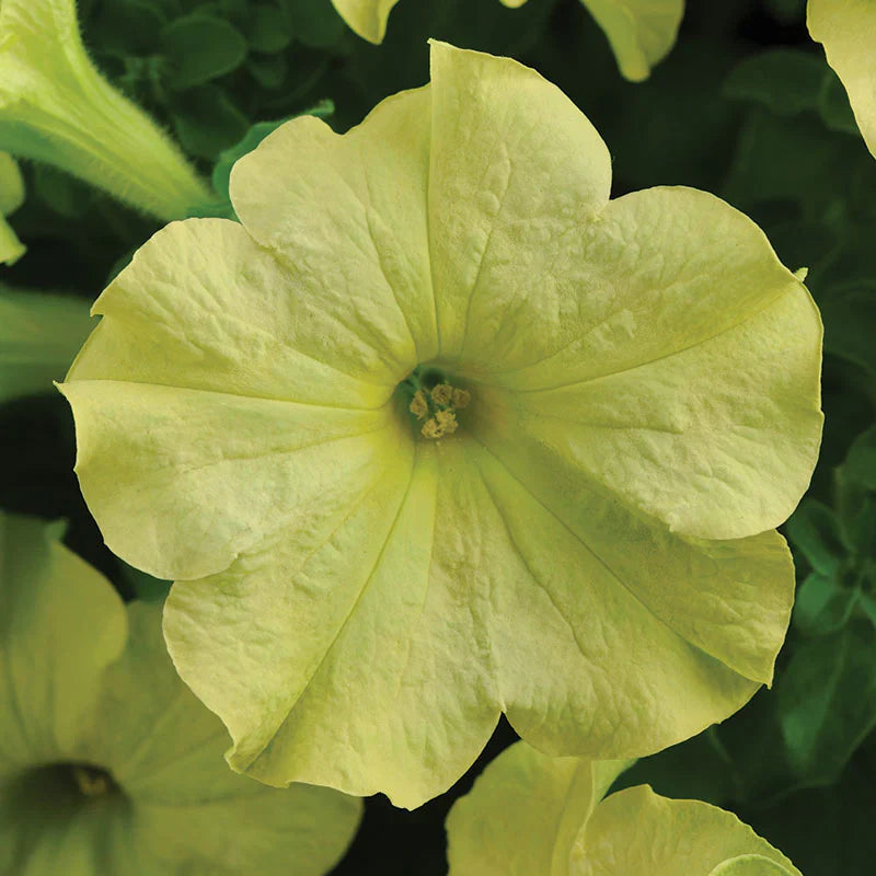 Blue Lime Green Petunia Flower seeds for Planting - Low Maintenance, Heirloom & GMO Free Seeds for Home Garden
Sale seeds for planting in home garden