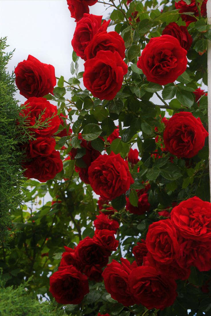 Dark Red Climbing Rose Flower seeds for Planting - Shade Tolerant, Heirloom & GMO Free Seeds for Home Garden