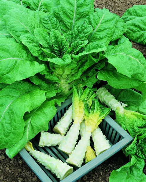 Celtuce Seeds for Planting | Grow Your Own Vegetable