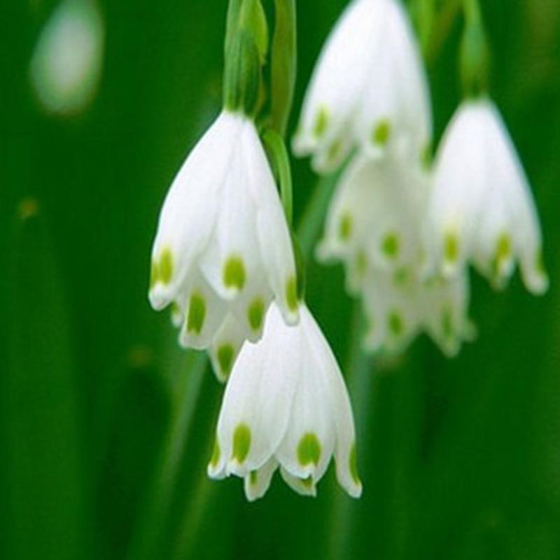 White Rich Aroma Flower seeds for Planting - Colorful Display, Heirloom & GMO Free Seeds for Home Garden
Sale seeds for planting in home garden