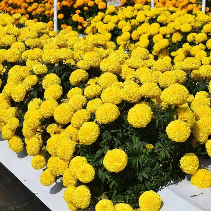 Goldmelisse Flower seeds blooming in flower beds, containers, borders, and pollinator-friendly gardens