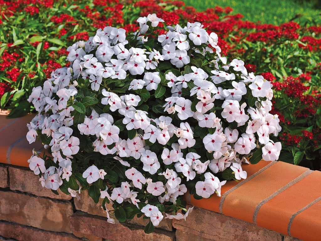 Vinca White Polka Dot Flower Seeds for Planting Unique Annuals for Your Garden