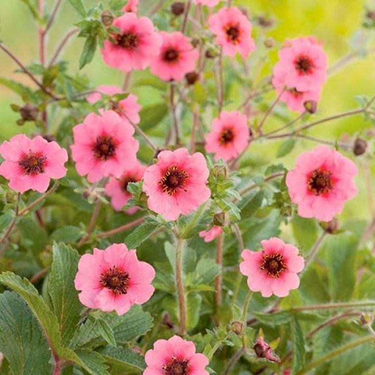 Pink Cinquefoil Flower seeds for Planting - Hardy Variety, Heirloom & GMO Free Seeds for Home Garden