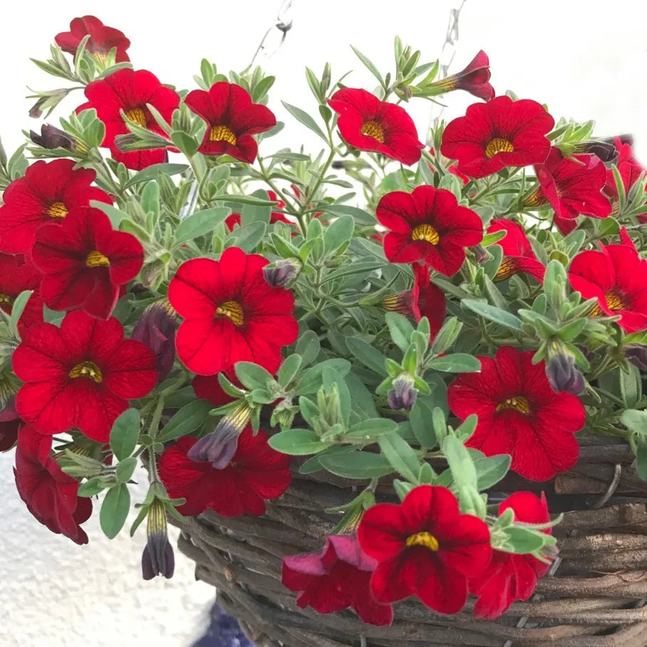 Red Calibrchoa Flower Seeds for Planting Perfect for Borders Heirloom & GMO Free Seeds for Home Garden
Sale