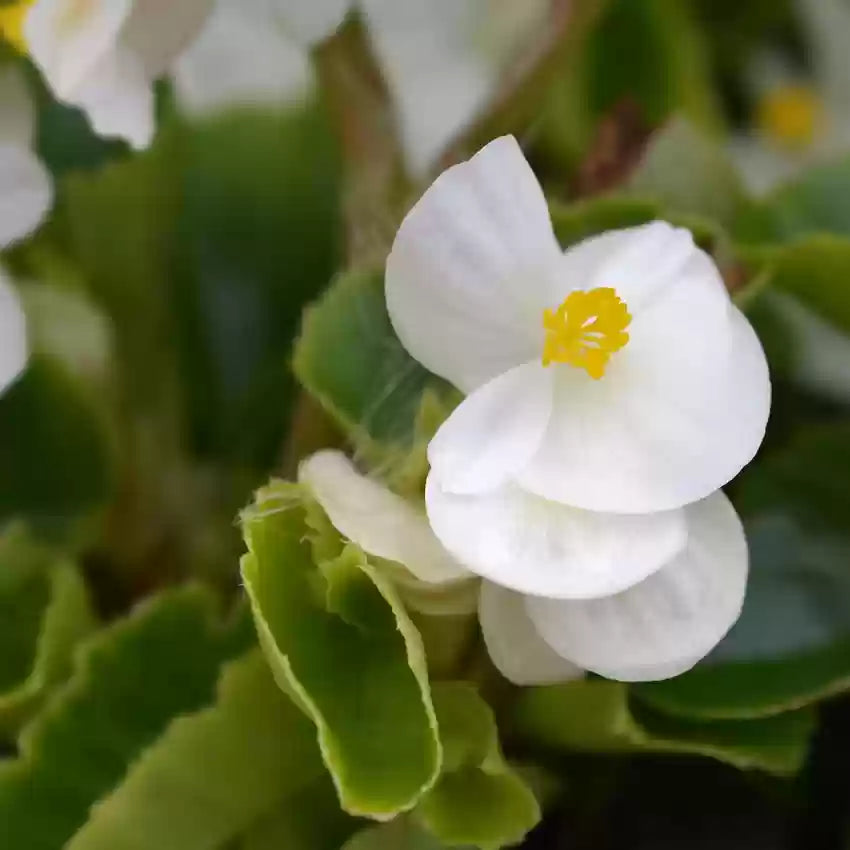 Begonia White Flower seeds for Planting - Wildflower Mix, Heirloom & GMO Free Seeds for Home Garden
Sale seeds for planting in home garden