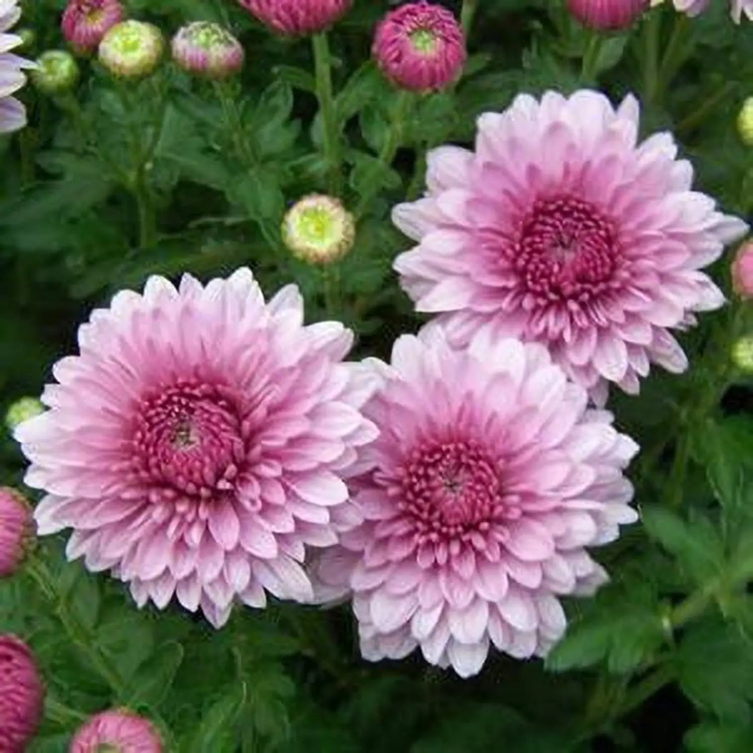 Baby Pink Chrysanthemum Flower seeds for Planting - Premium Quality, Heirloom & GMO Free Seeds for Home Garden