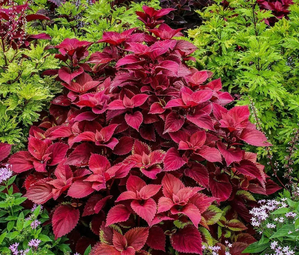 Deep Red Dragon Coleus with vibrant ornamental foliage for shaded gardens, containers, and landscape borders