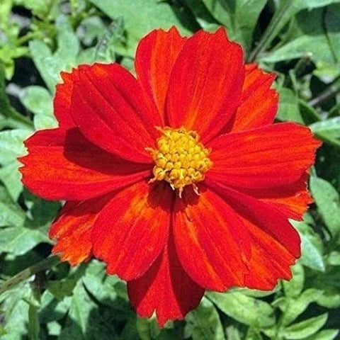 Cosmos Red Flower seeds for Planting - Bright Blooms, Heirloom & GMO Free Seeds for Home Garden