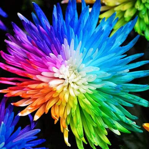 Chrysanthemum Rainbow Flower seeds for Planting - Perfect for Borders, Heirloom & GMO Free Seeds for Home Garden