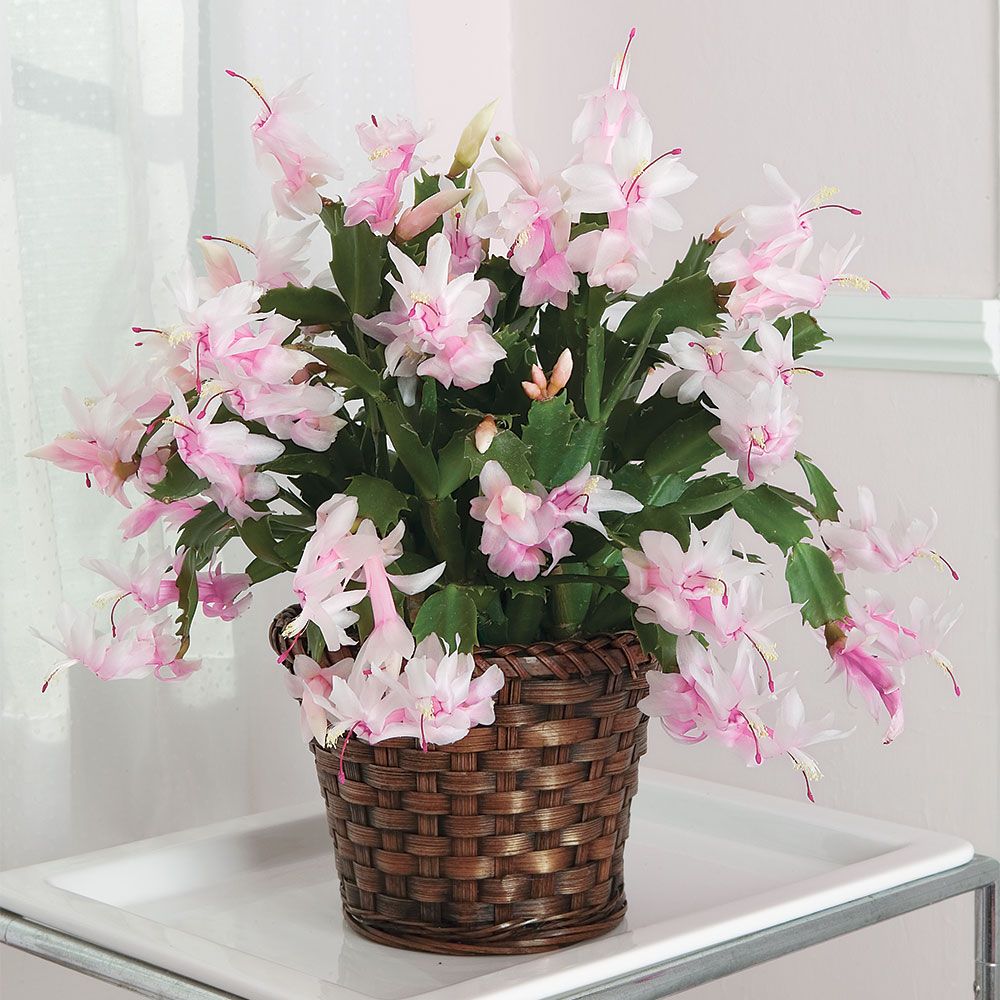 Light Pink Schlumbergera Flower seeds for Planting - Wildflower Mix, Heirloom & GMO Free Seeds for Home Garden