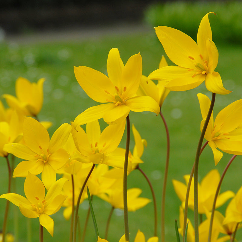 Tulipa Sylvestris Flower seeds for Planting - Long Bloom Season, Heirloom & GMO Free Seeds for Home Garden