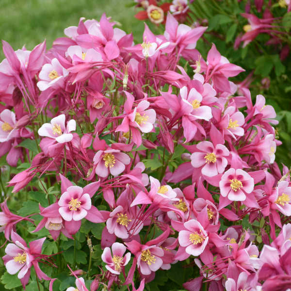 White Pink Aquilegia Flower seeds for Planting - Bright Blooms, Heirloom & GMO Free Seeds for Home Garden