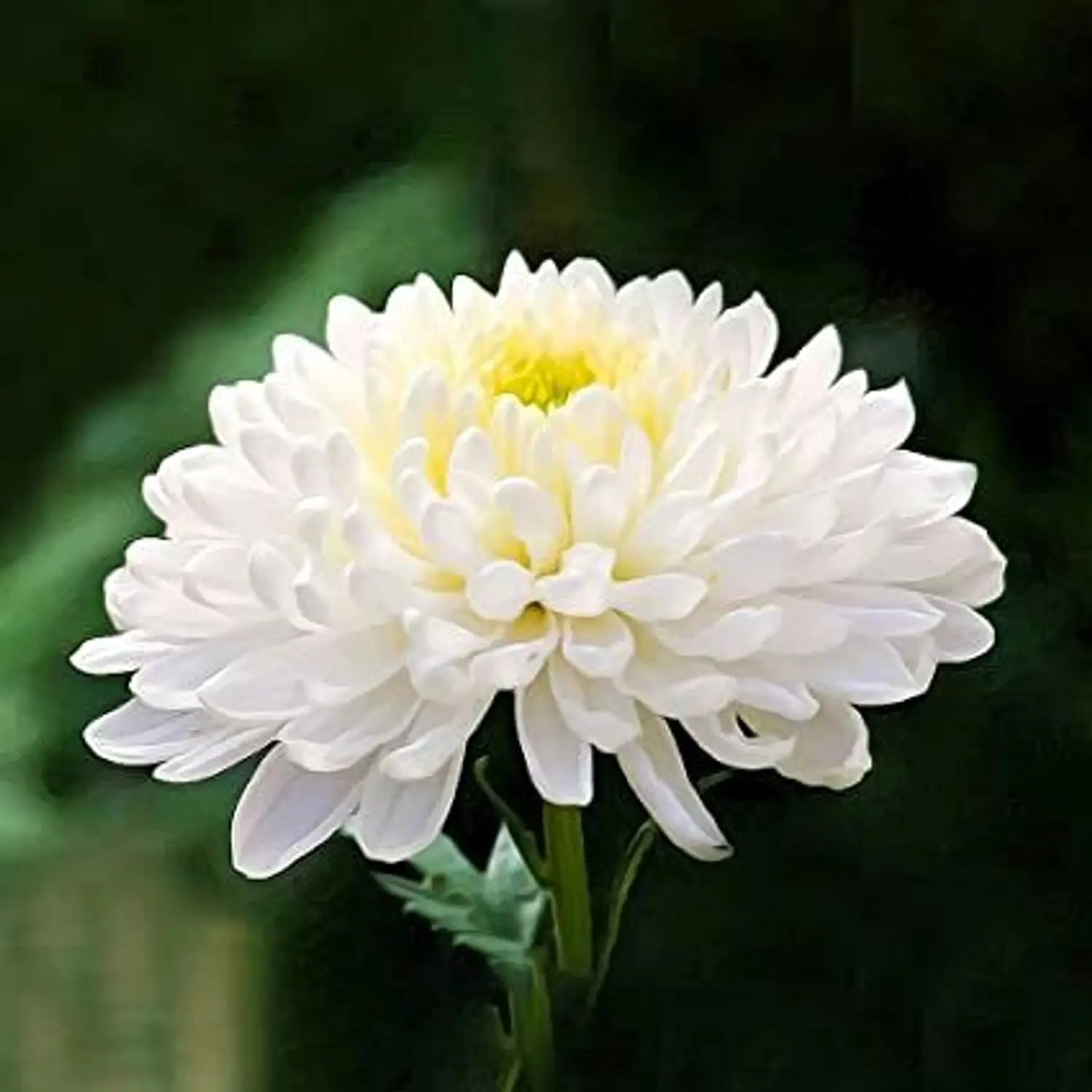 Chrysanthemum Flower Seeds Green White Flower seeds for Planting - Drought Tolerant, Heirloom & GMO Free Seeds for Home