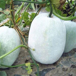 Super Big Winter Melon Seeds for Planting Premium Vegetable Seeds