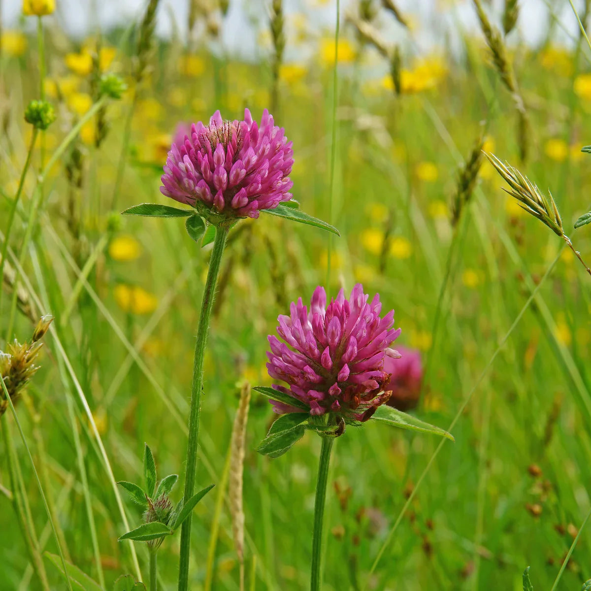 Meadow Clover Flower seeds blooming in flower beds, containers, borders, and pollinator-friendly gardens