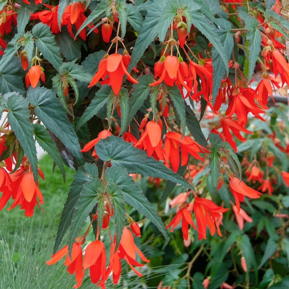 Boliviensis Flower seeds for Planting Cut Flower Favorite Heirloom & GMO Free Seeds for Home Garden