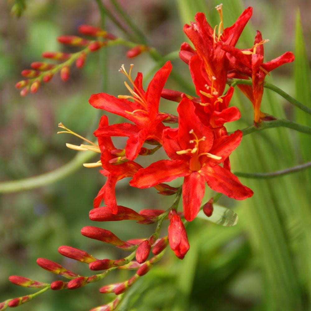 Bressingham Flower seeds for Planting - Hardy Variety, Heirloom & GMO Free Seeds for Home Garden