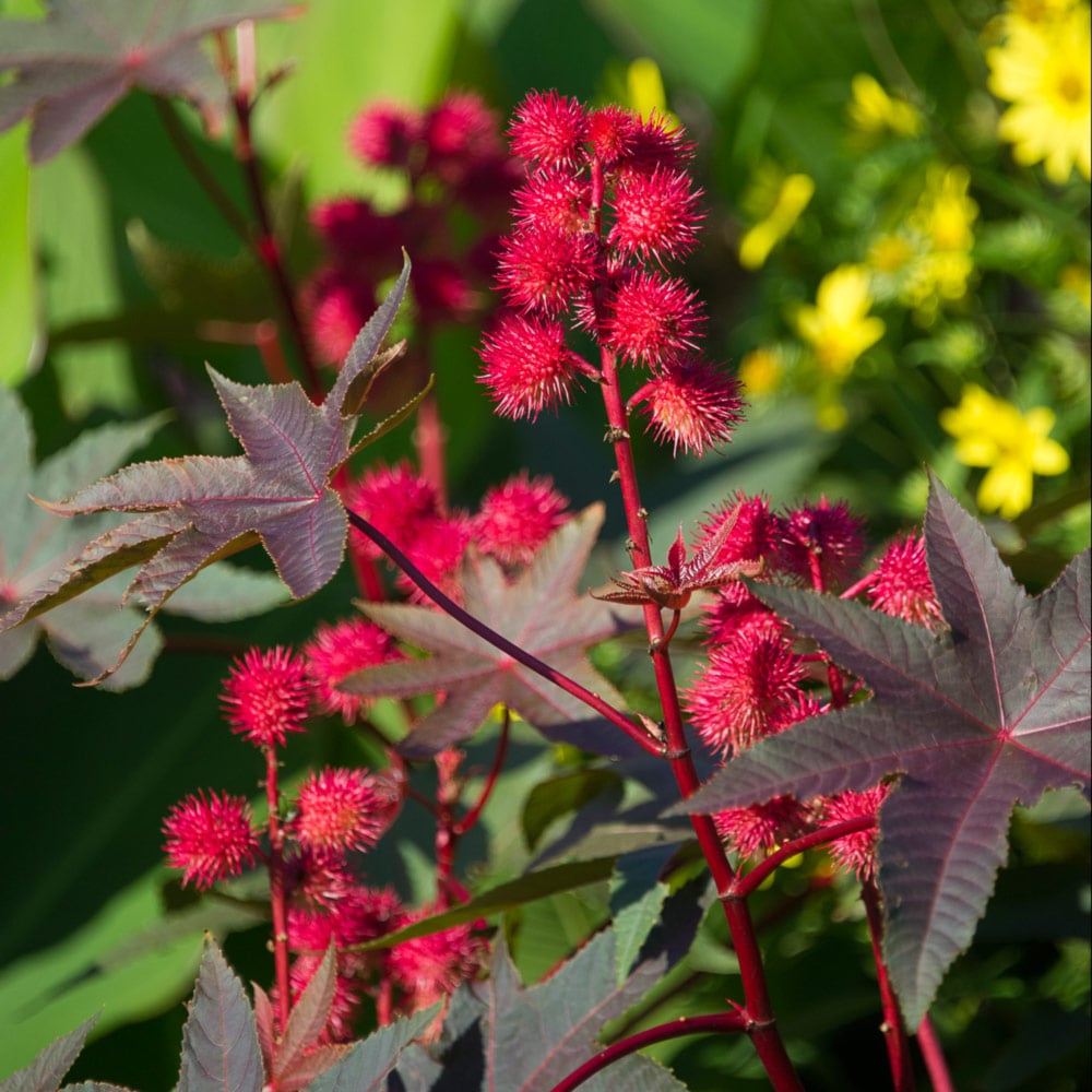 Heirloom Carmencita Flower seeds blooming in flower beds, containers, borders, and pollinator-friendly gardens