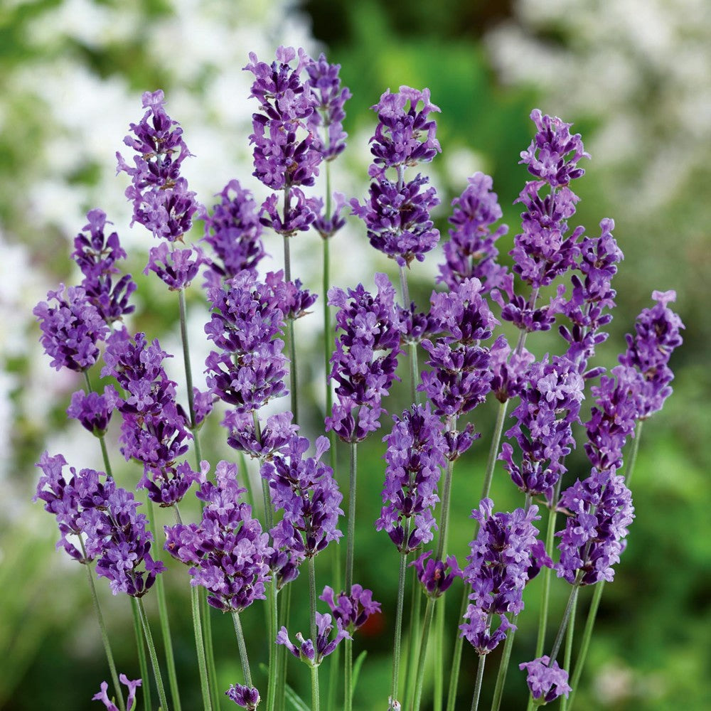 Munstead Lavender Flower Seeds for Planting - Grow Beautiful Lavender in Your Garden - Evergrowseeds