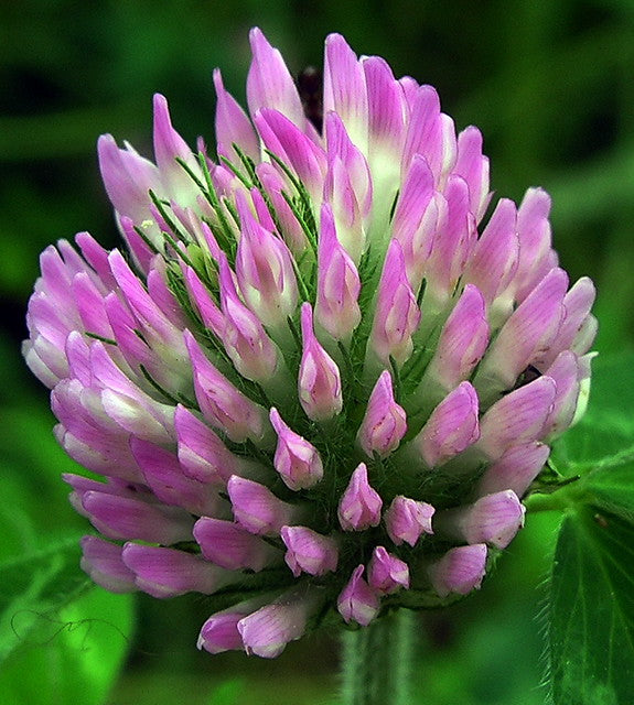 Pink Astragalus Sinicus Flower seeds for Planting - Wildflower Mix, Heirloom & GMO Free Seeds for Home Garden