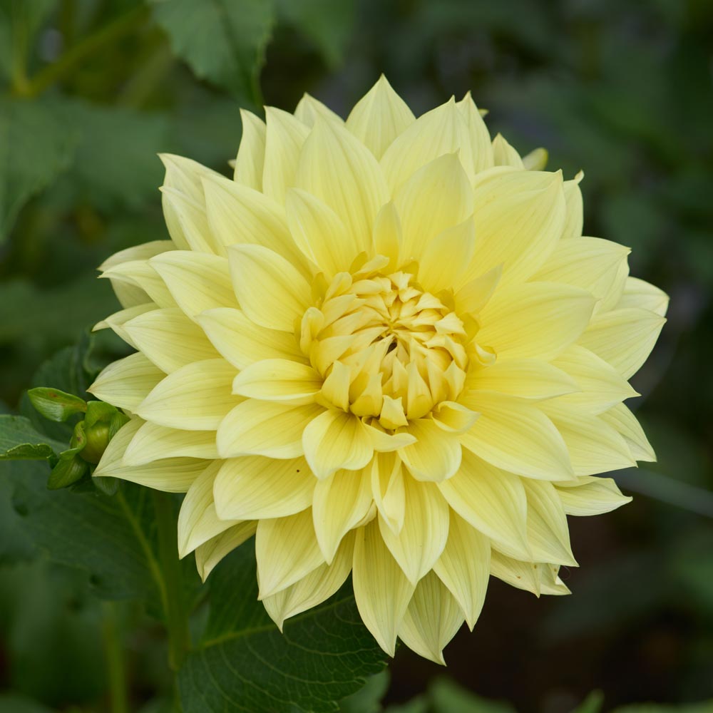 Light Yellow Dahlia Flower Seeds for Planting Long Bloom Season Heirloom & GMO Free Seeds for Home Garden
Sale