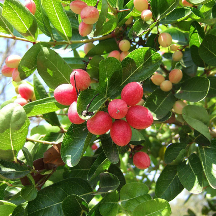 Carandas Fruit Seeds: Essential Planting Guide