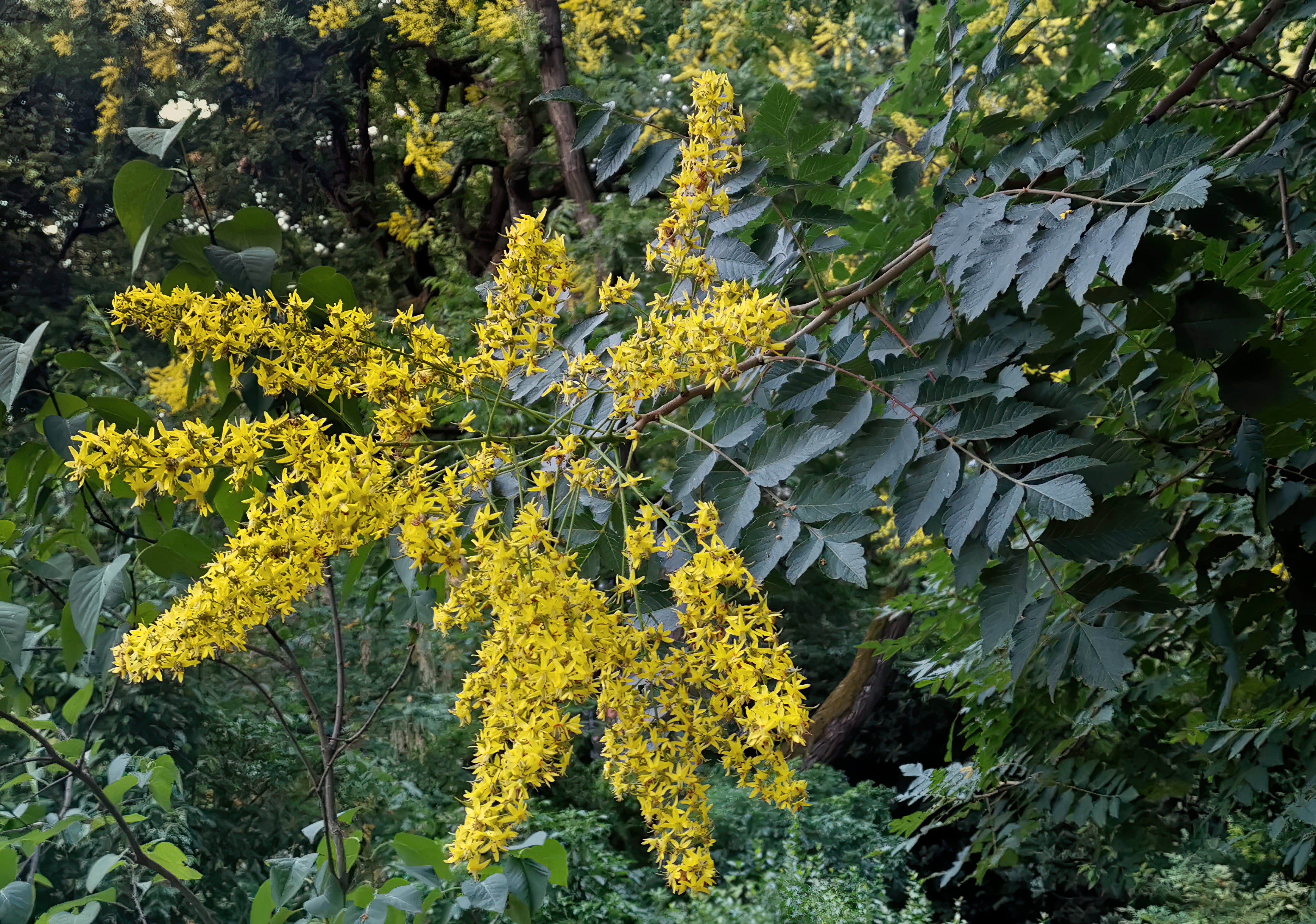 Golden Koelreuteria Tree Seeds for Planting Guide & Tips