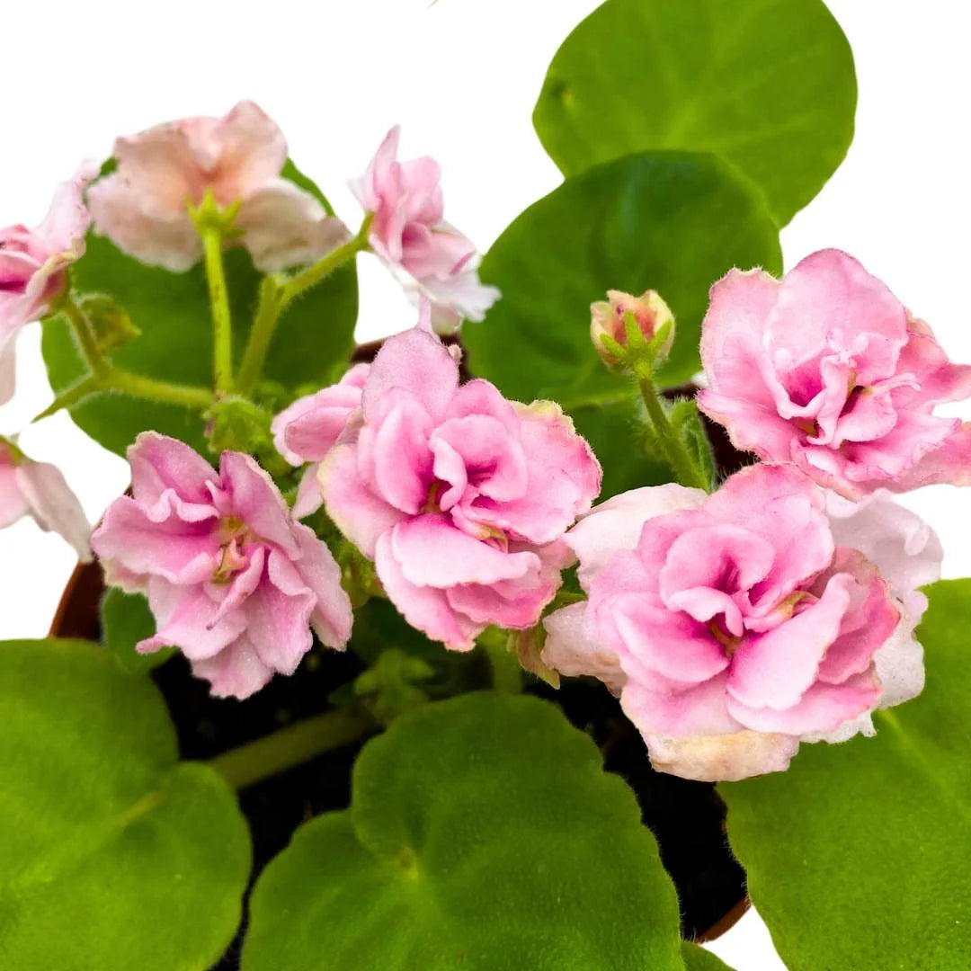 Pink & White African Violet Flower Seeds | Exotic Ground Cover Planting