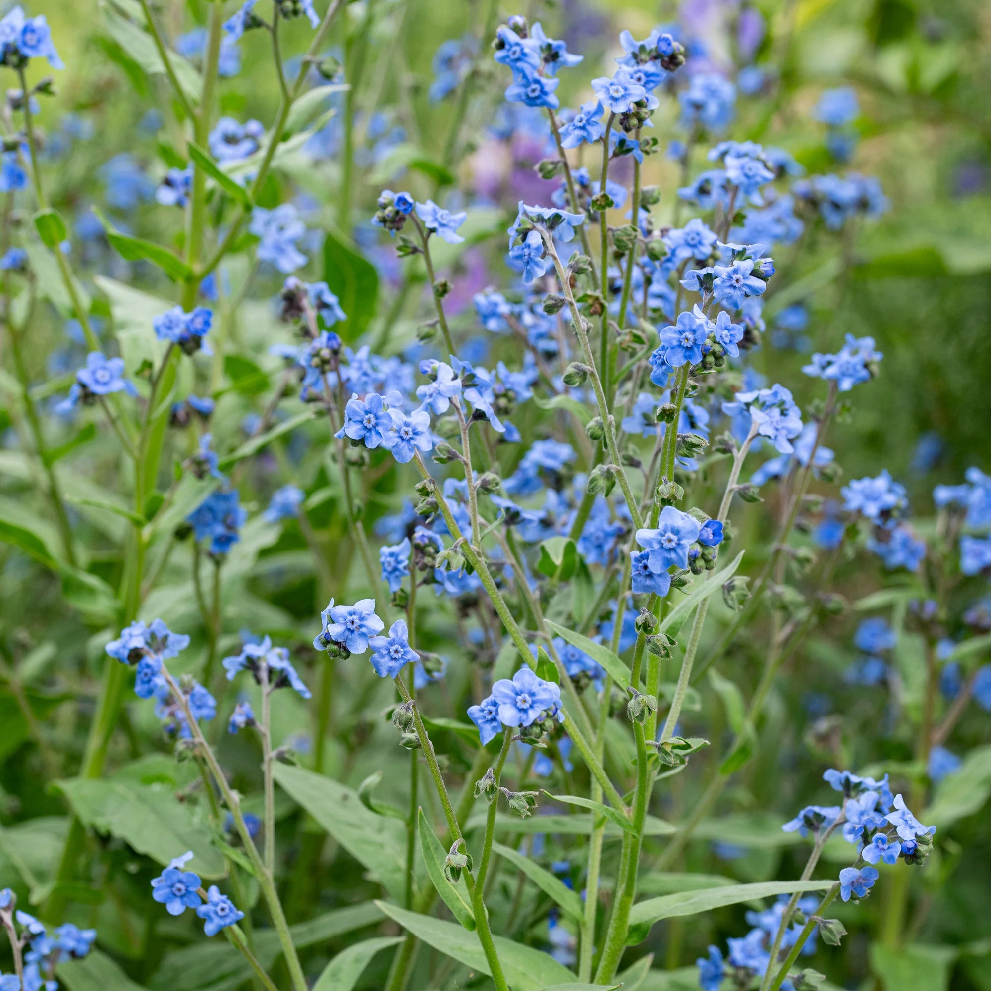 Chinese Forget-Me-Not Seeds Cynoglossum amabile for Planting in Flower Bed and Window Boxes