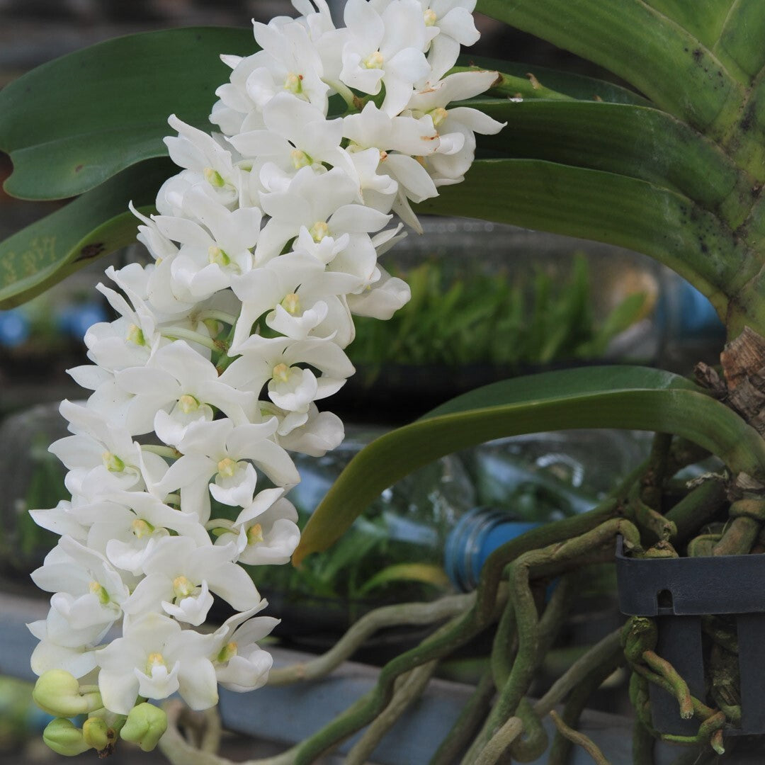 Rhynchostylis Flower seeds for Planting Wildflower Mix Heirloom & GMO Free Seeds for Home Garden
Sale for planting in home garden