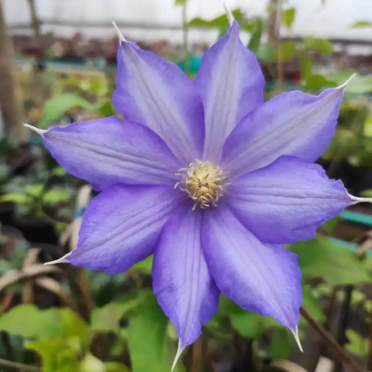 Clematis Blue Flower seeds for Planting - Colorful Display, Heirloom & GMO Free Seeds for Home Garden