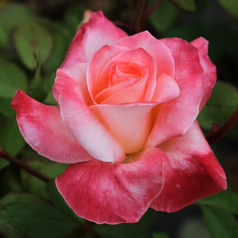 Pink Wales Rose Flower seeds for Planting - Premium Quality, Heirloom & GMO Free Seeds for Home Garden