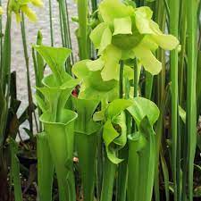 Unique Carnivorous Plant Seeds For Easy Planting Seeds