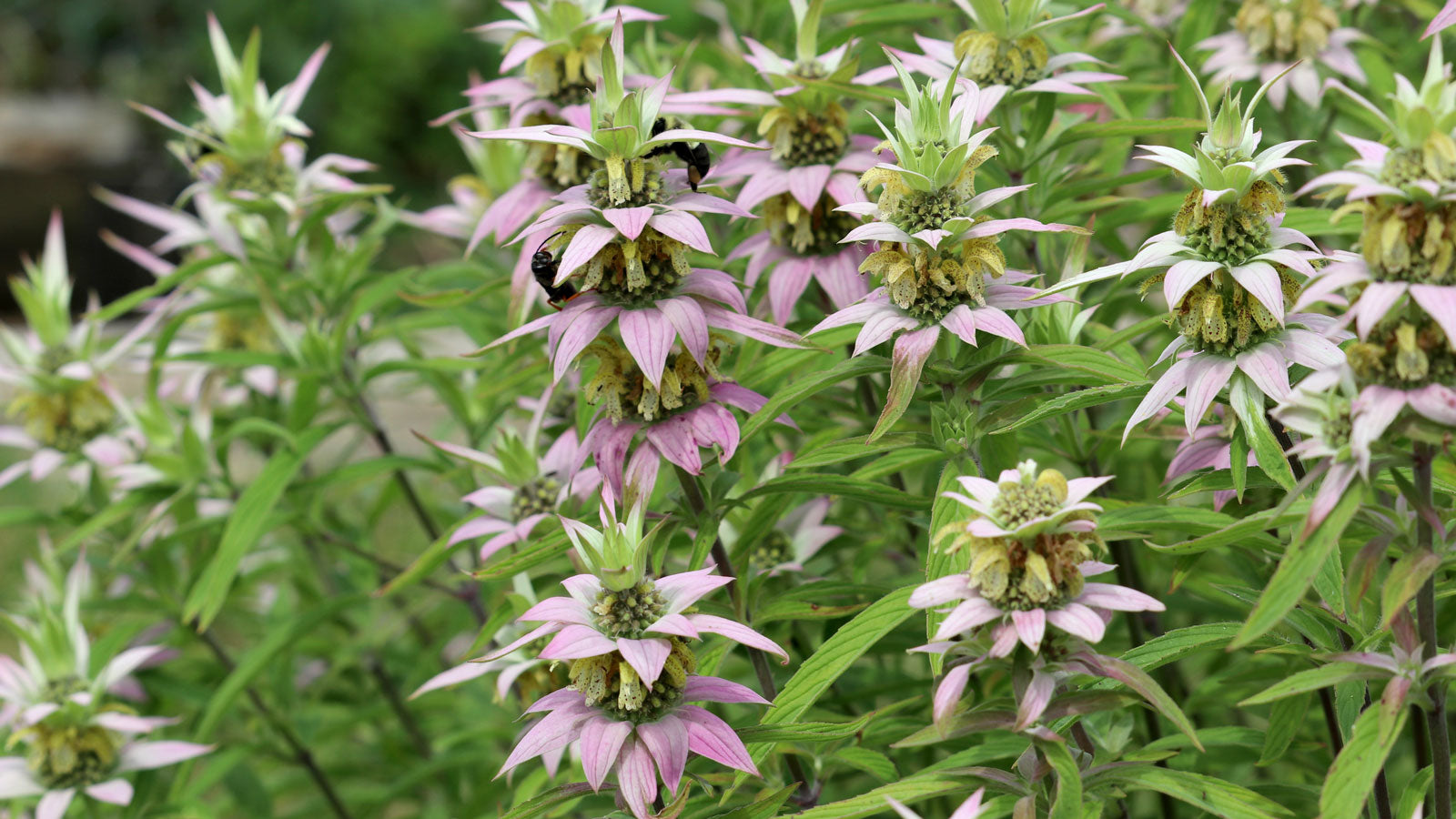 Purple Monarda Punctata Flower seeds for Planting - Seasonal Bloomer, Heirloom & GMO Free Seeds for Home Garden