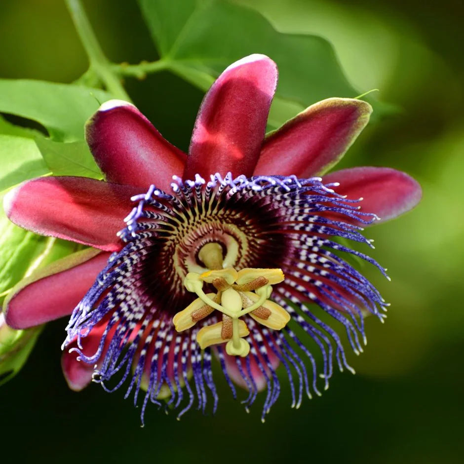 Passiflora Alata Flower seeds blooming in flower beds, containers, borders, and pollinator-friendly gardens