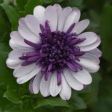 White Purple Omeris Flower seeds for Planting - Sun Loving, Heirloom & GMO Free Seeds for Home Garden
Sale seeds for home garden